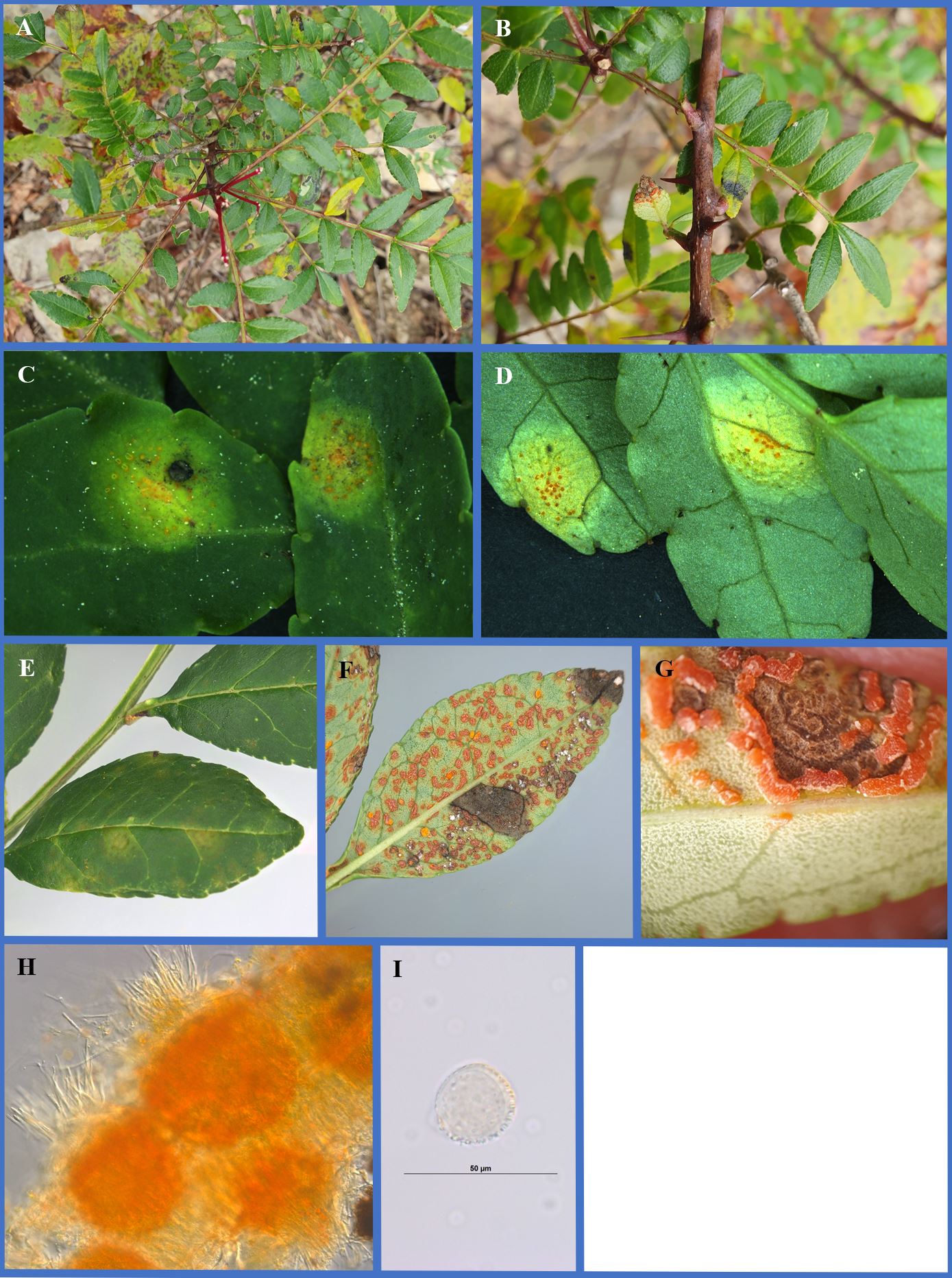 Species thumbnail