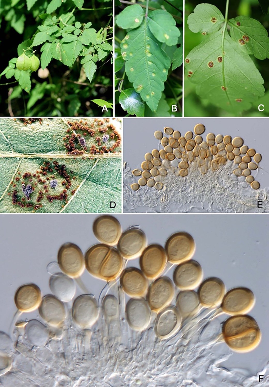 Species thumbnail