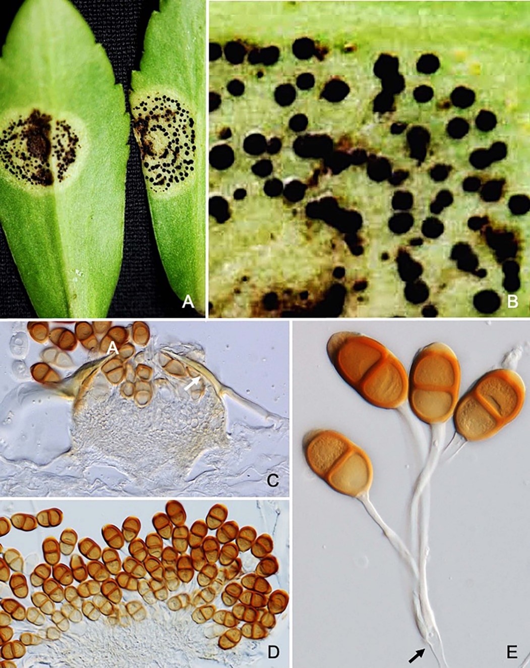 Species thumbnail