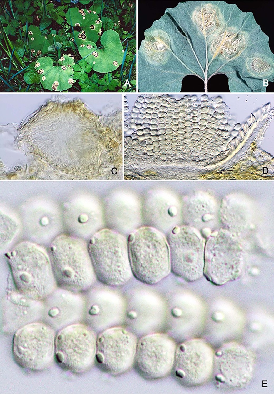 Species thumbnail