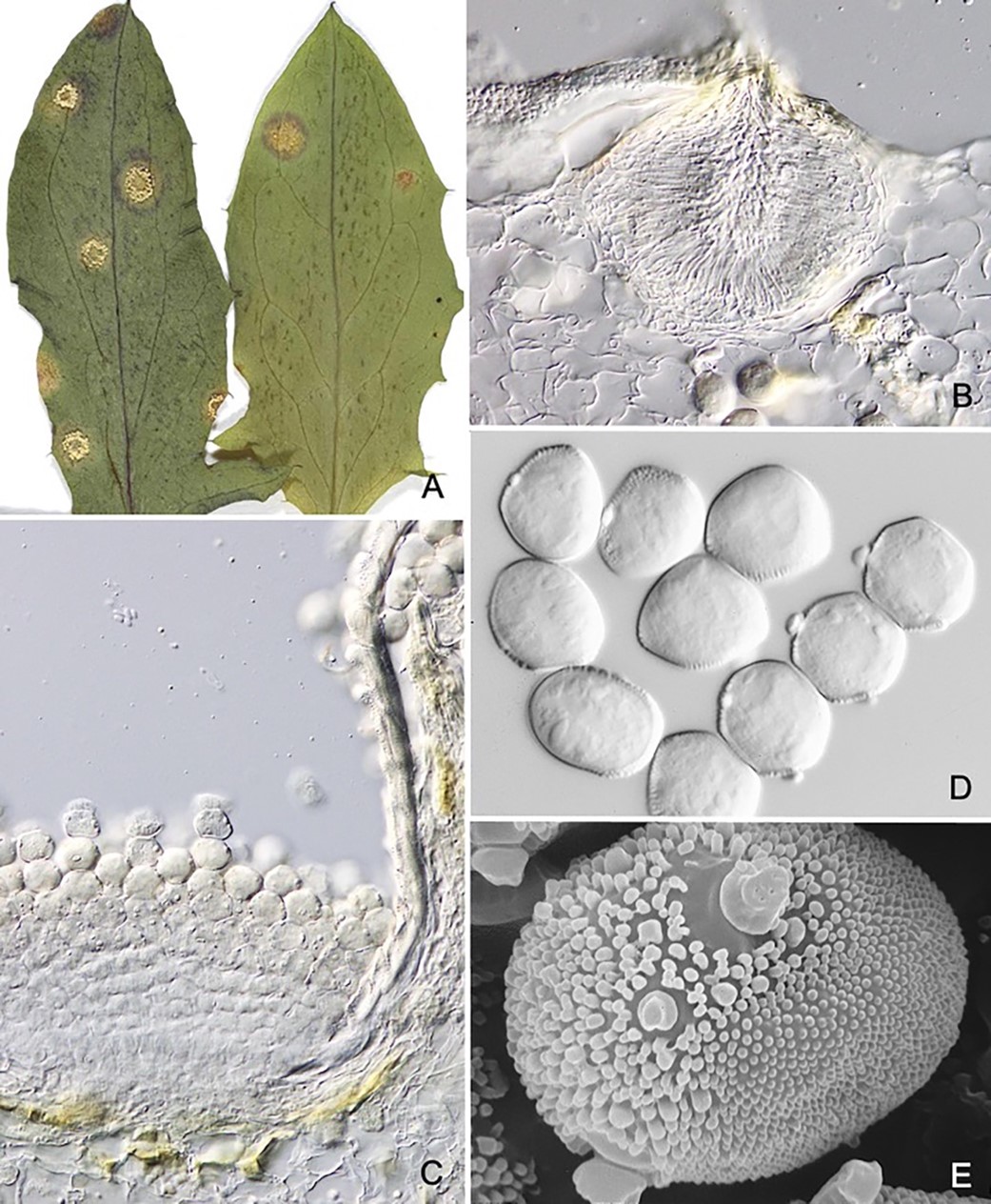 Species thumbnail