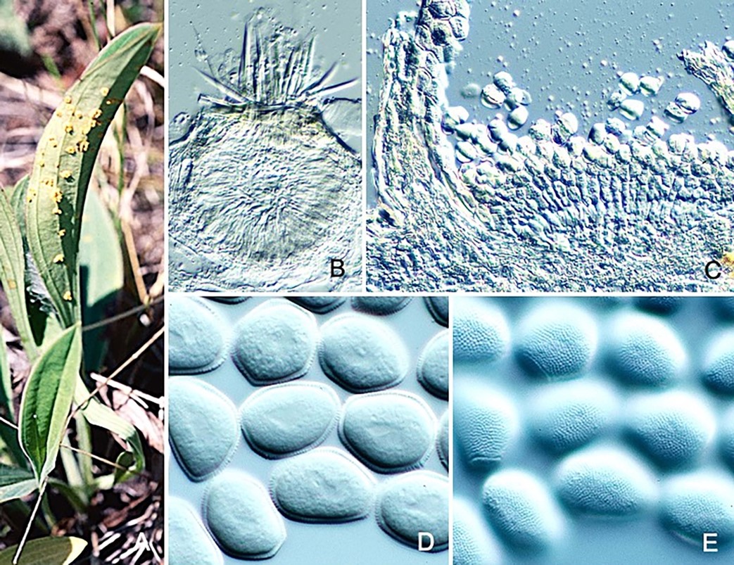 Species thumbnail