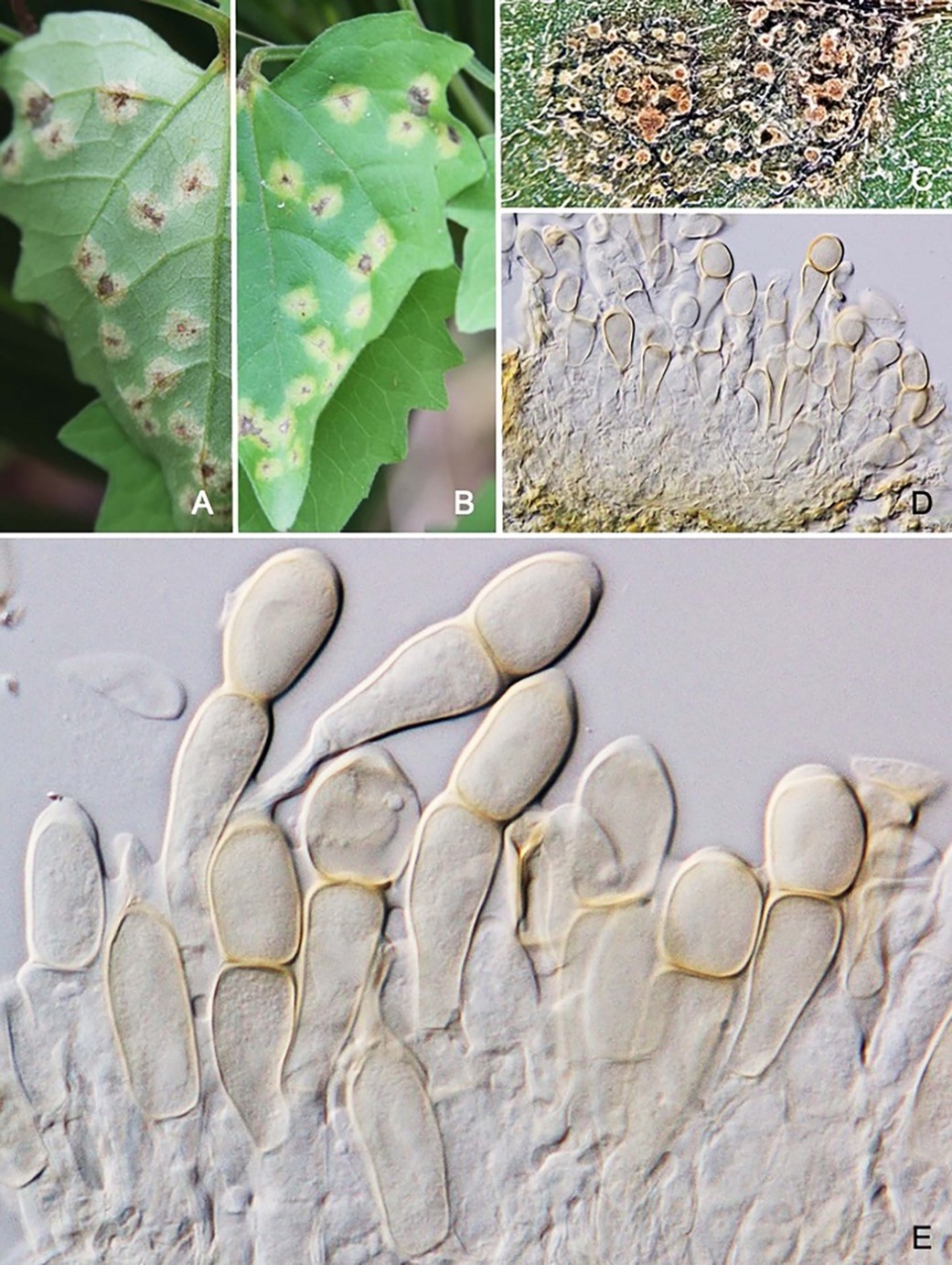 Species thumbnail