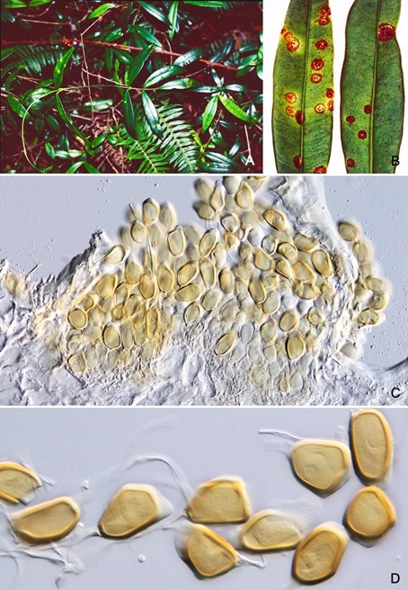 Species thumbnail