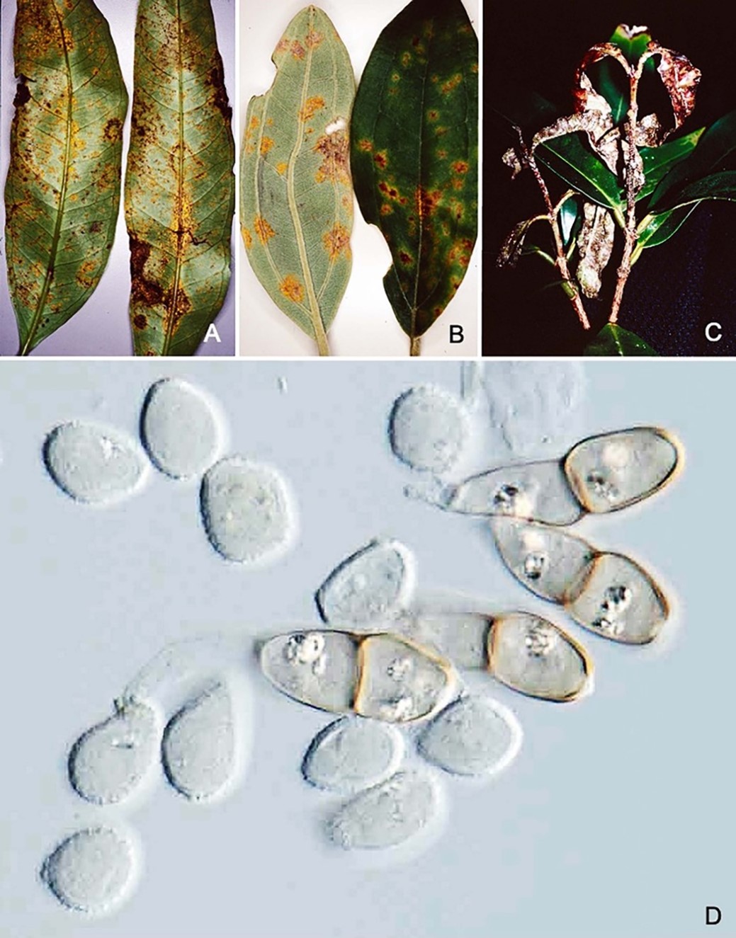 Species thumbnail