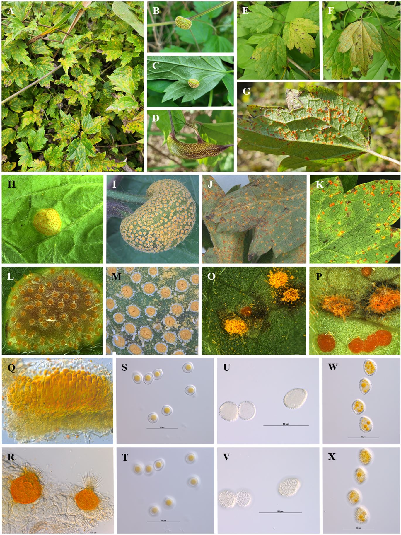 Species thumbnail