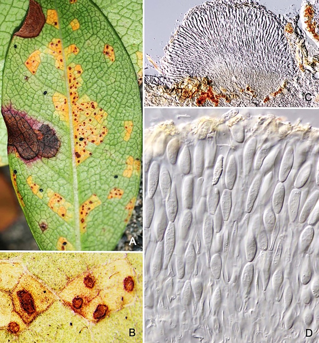 Species thumbnail