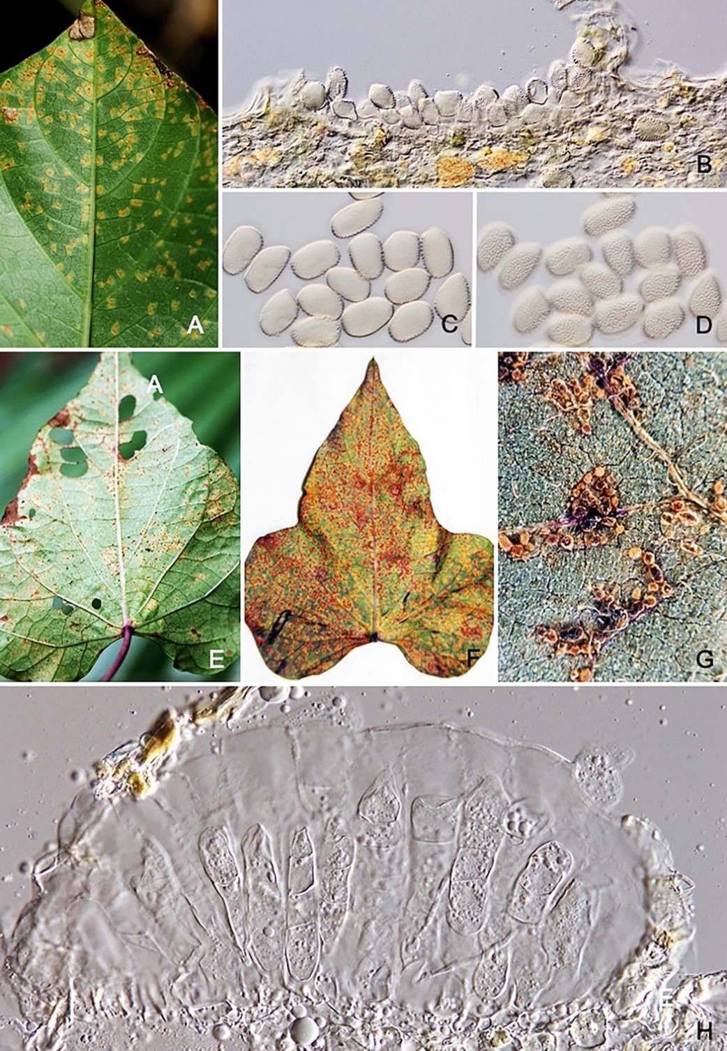 Species thumbnail