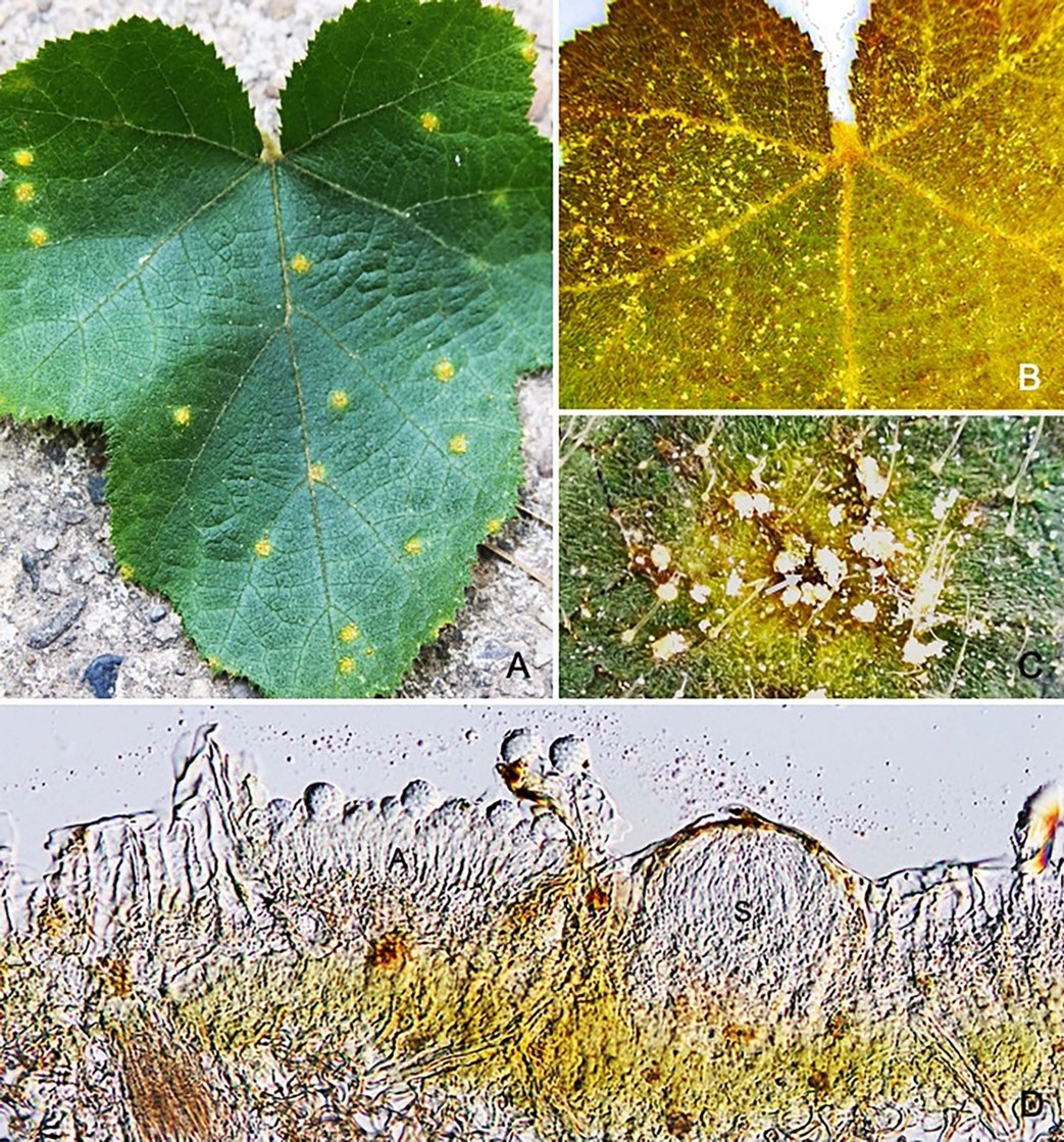 Species thumbnail