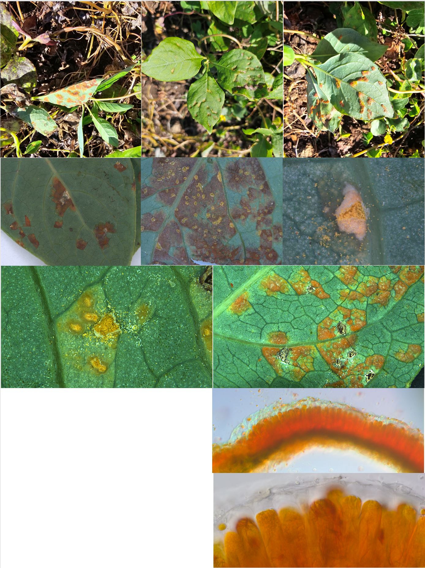 Species thumbnail