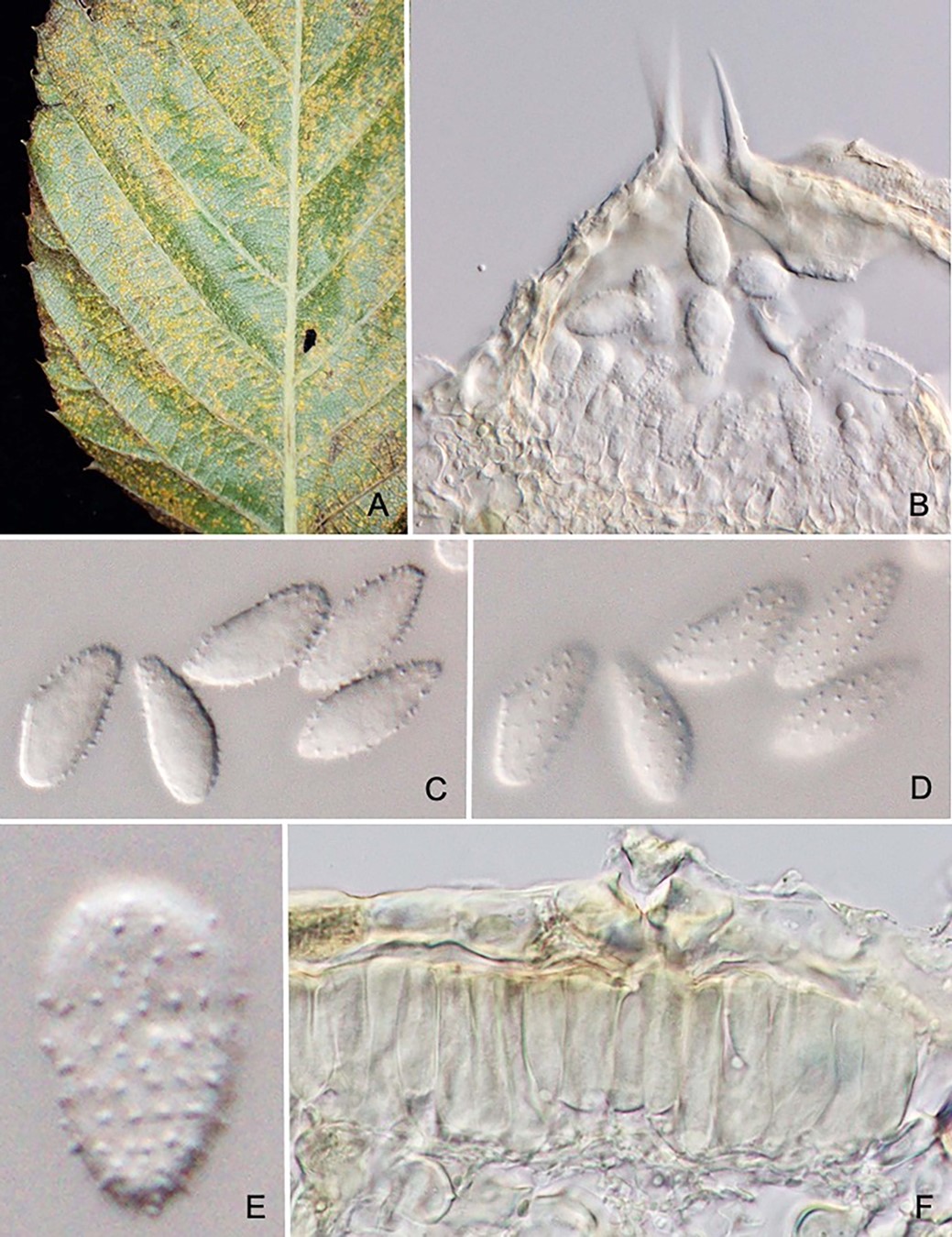 Species thumbnail