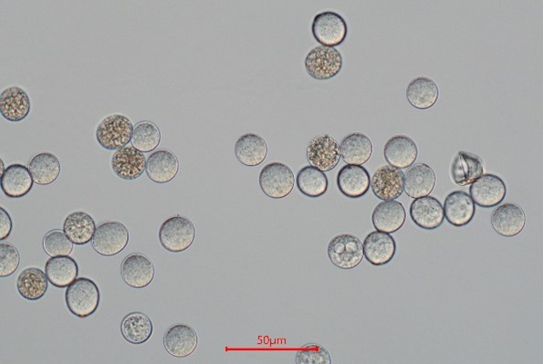 DIC microscopy