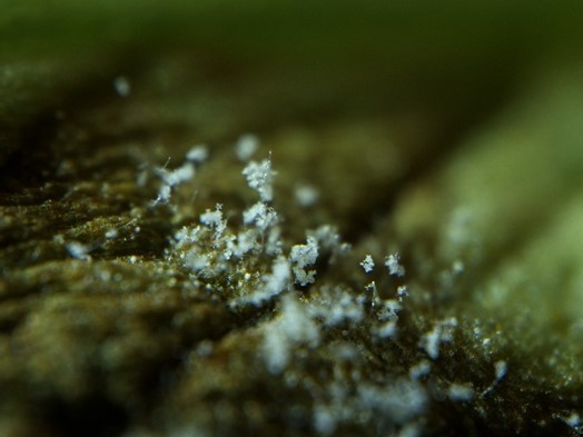 Stereo-microscope