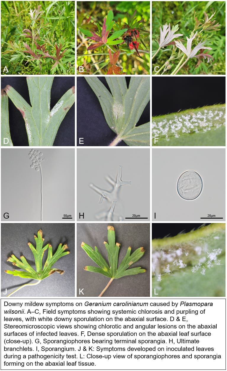 Species thumbnail