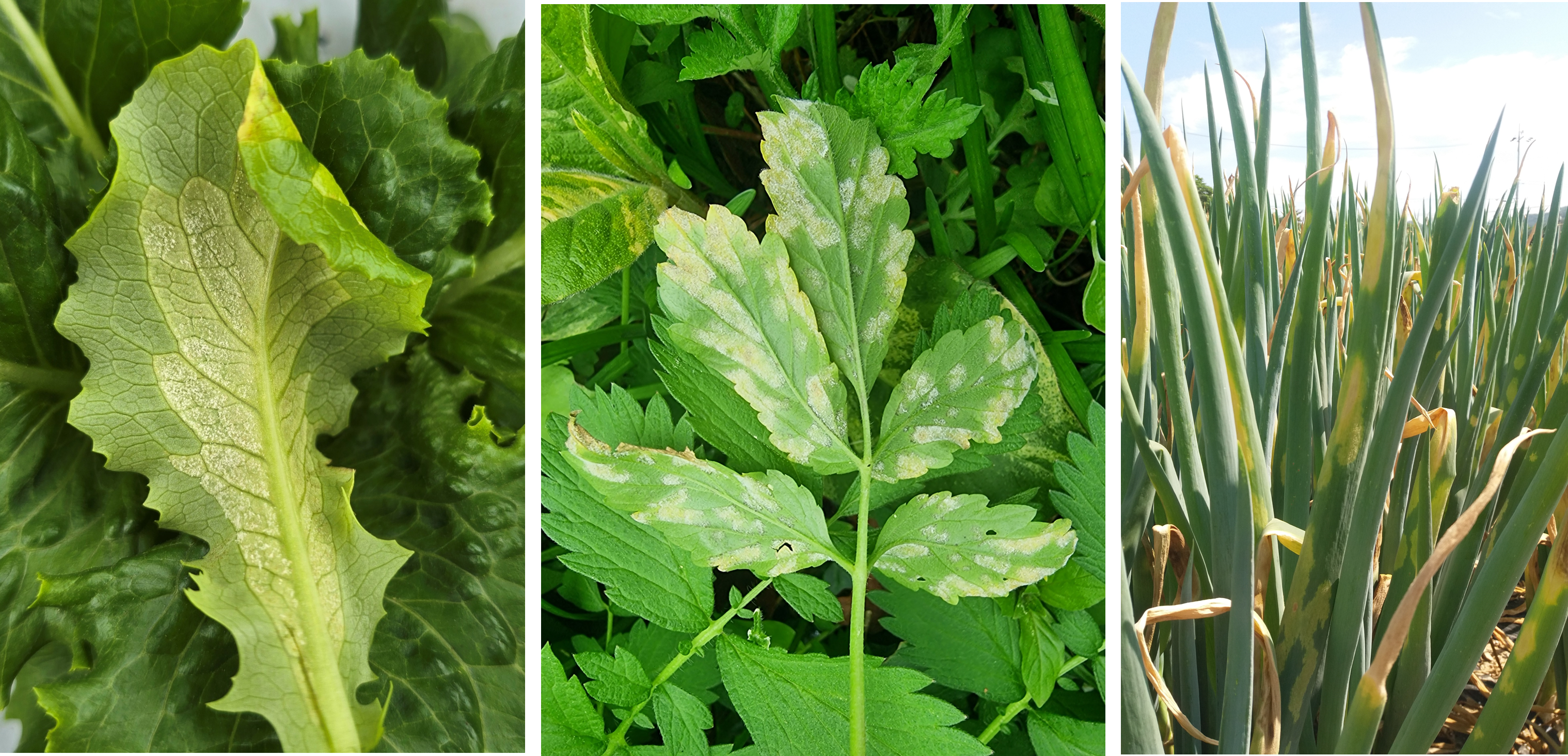 Downy mildew symptoms