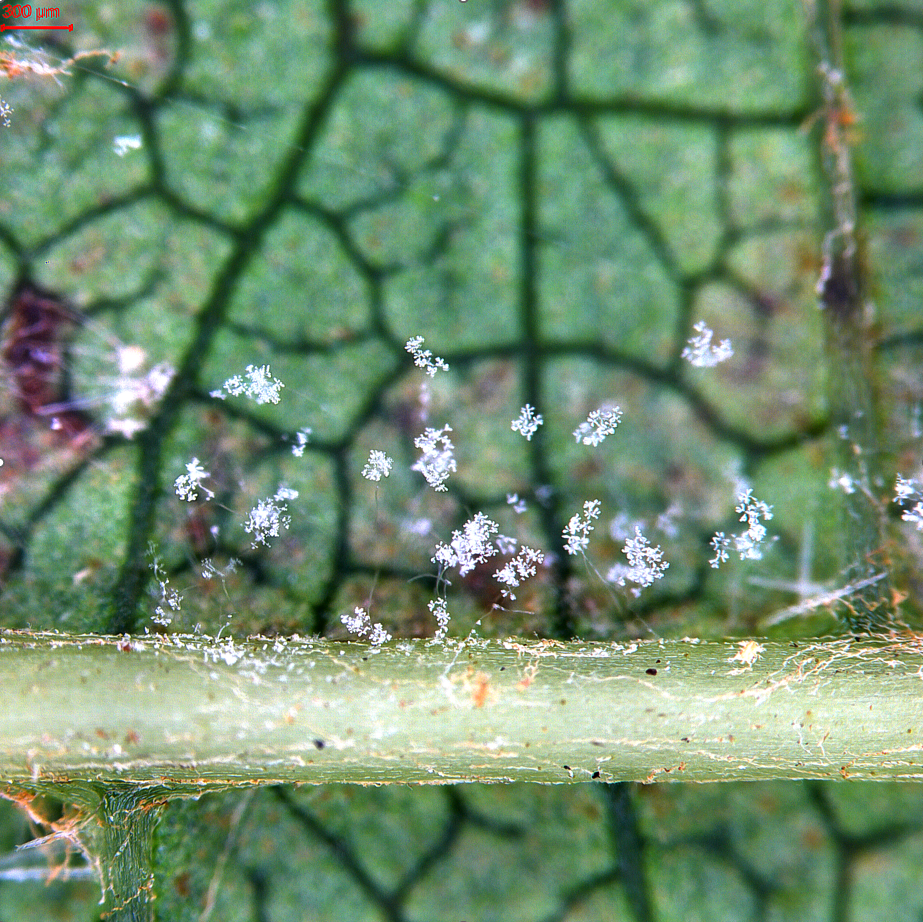 Downy mildew pathogenesis