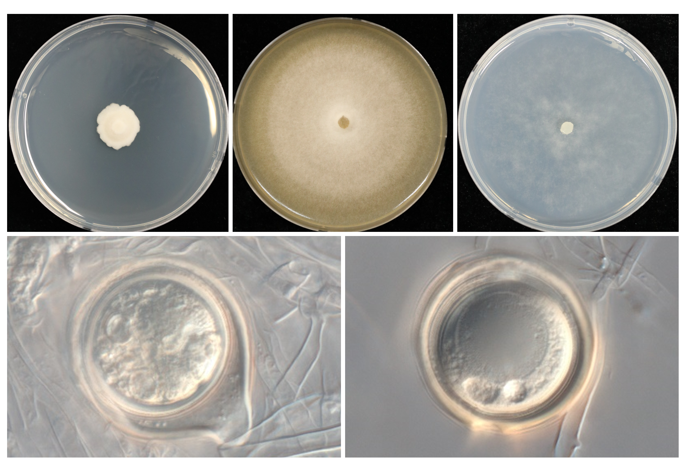 Downy mildew database